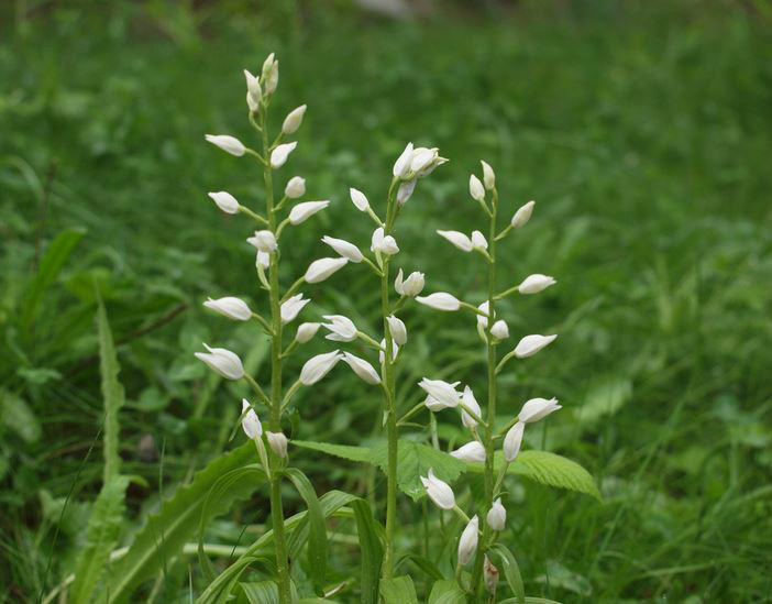  p>头蕊兰(学名: i>cephalanthera longifolia /i>  (l.