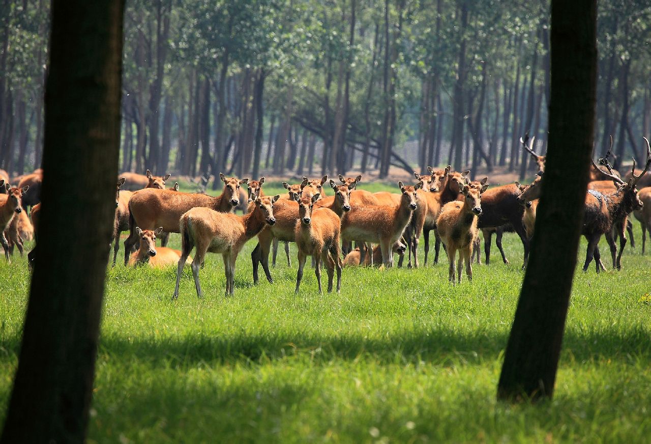 江苏大丰麋鹿国家级自然保护区