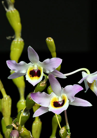  p>棒节石斛(学名: i>dendrobium findlayanum /i>  par. et rchb. f.