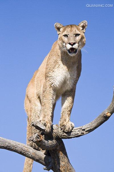  p>美洲豹,学名: i>panthera onca  /i>(linnaeus, 1758),又叫 a