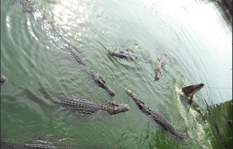 鳄鱼潭