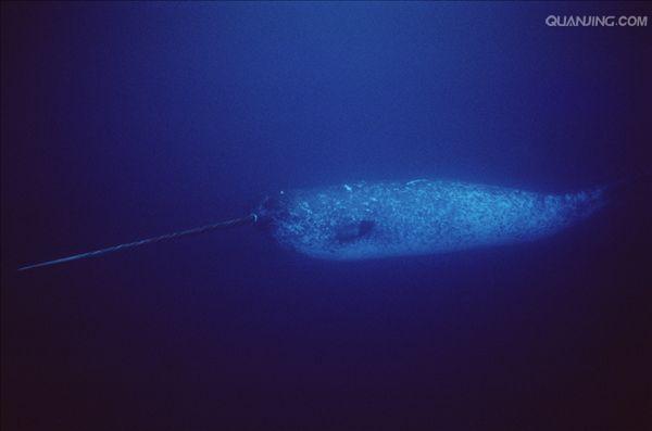  p>一角鲸(学名: i>monodon monoceros /i>)体长一般在4到5米(不包括