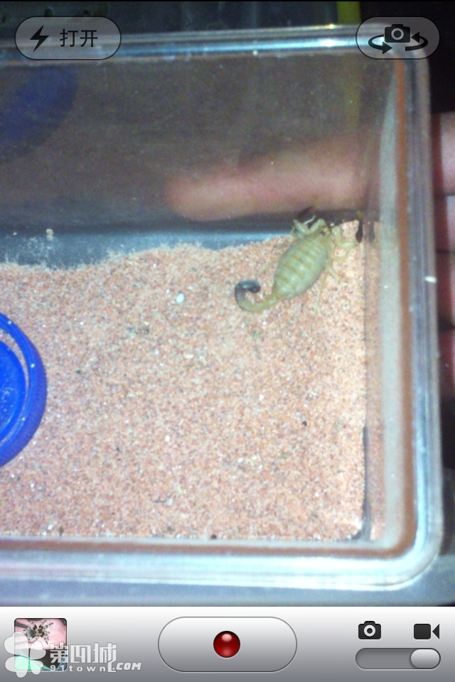 英文名:yellow fat-tailed scorpion(黄色大尾巴),是一种剧毒性蝎子