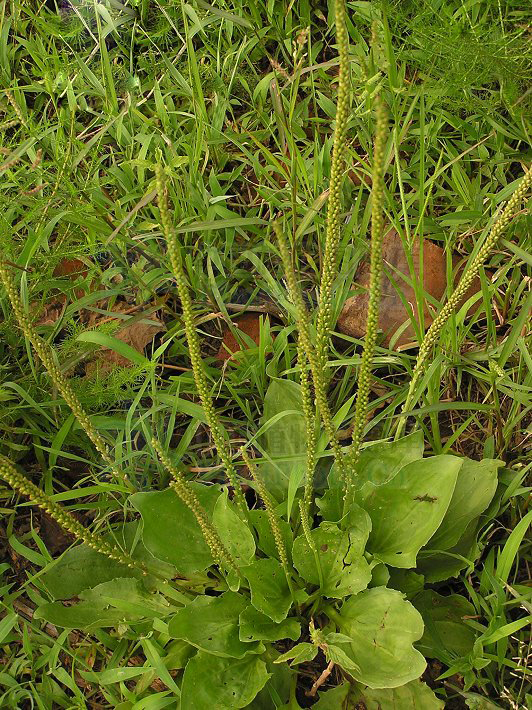 plantago major