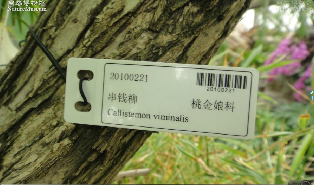 株高2-5米;树皮丛裂;嫩枝圆柱形,枝细长下垂;叶片革质,呈披针形至线状