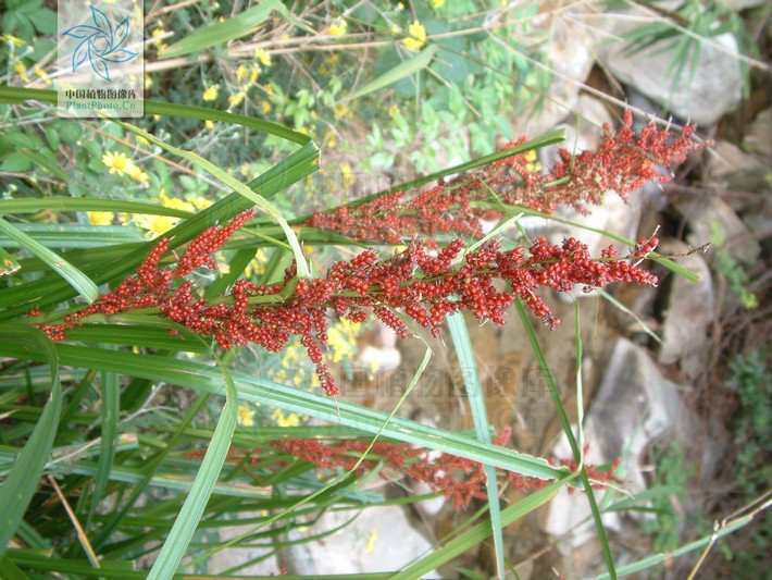  p>浆果薹草(学名:carex baccans),又名红果薹,为 a href="#">莎草科 