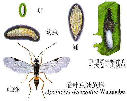 云南绒茧蜂