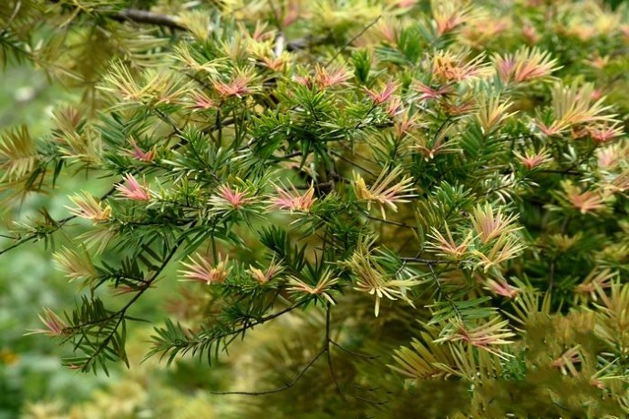  p>柔毛油杉(学名: i>keteleeria pubescens /i> cheng et l. k.