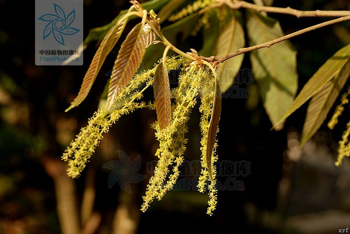  p>宁冈青冈(学名:cyclobalanopsis ningangensis cheng et y. c.