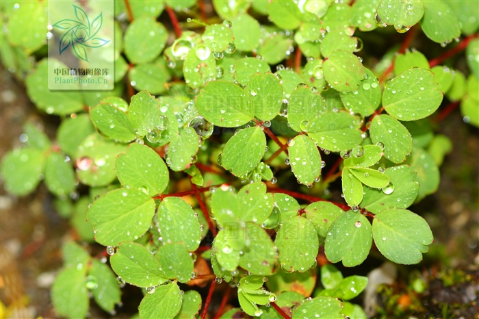  p> b>楔叶委陵菜 /b>(学名: i>potentilla cuneata /i>)为蔷薇科 a