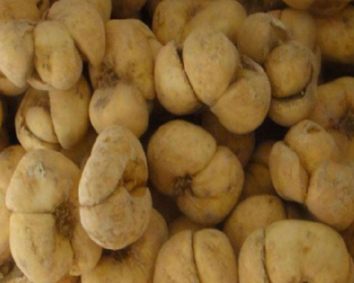  p data-id="gnwu1n8hma">大贝又称 a target=