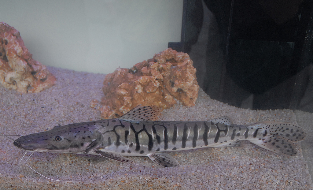  p>虎皮鸭嘴,中文名为虎纹鸭嘴鲇,学名  i>pseudoplatystoma