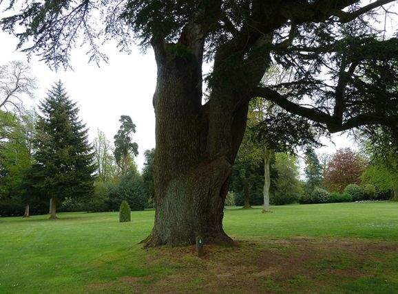 常绿乔木,树冠尖塔形,大枝平展,小枝略下垂.