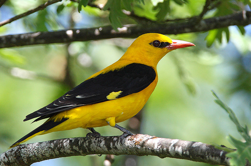  p>金黄鹂(学名: i>oriolus oriolus /i>)是中型 a href="#" data