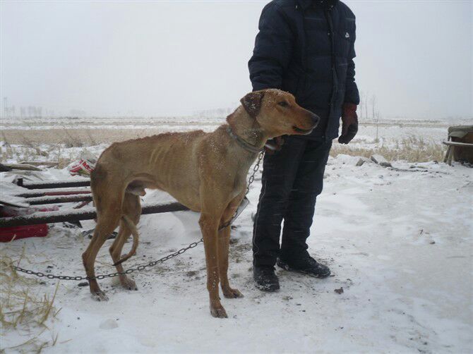  p>蒙古细犬(契丹猎犬)体型高大健壮,速度快,嗅觉灵敏,搏斗能力强大