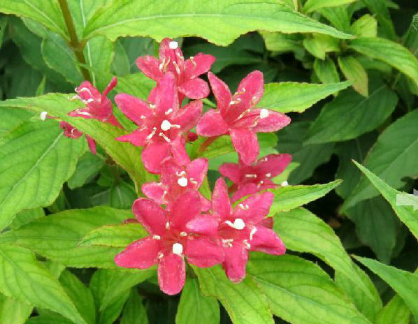  p>锦带花属(学名:thunb. in svenska vetensk.