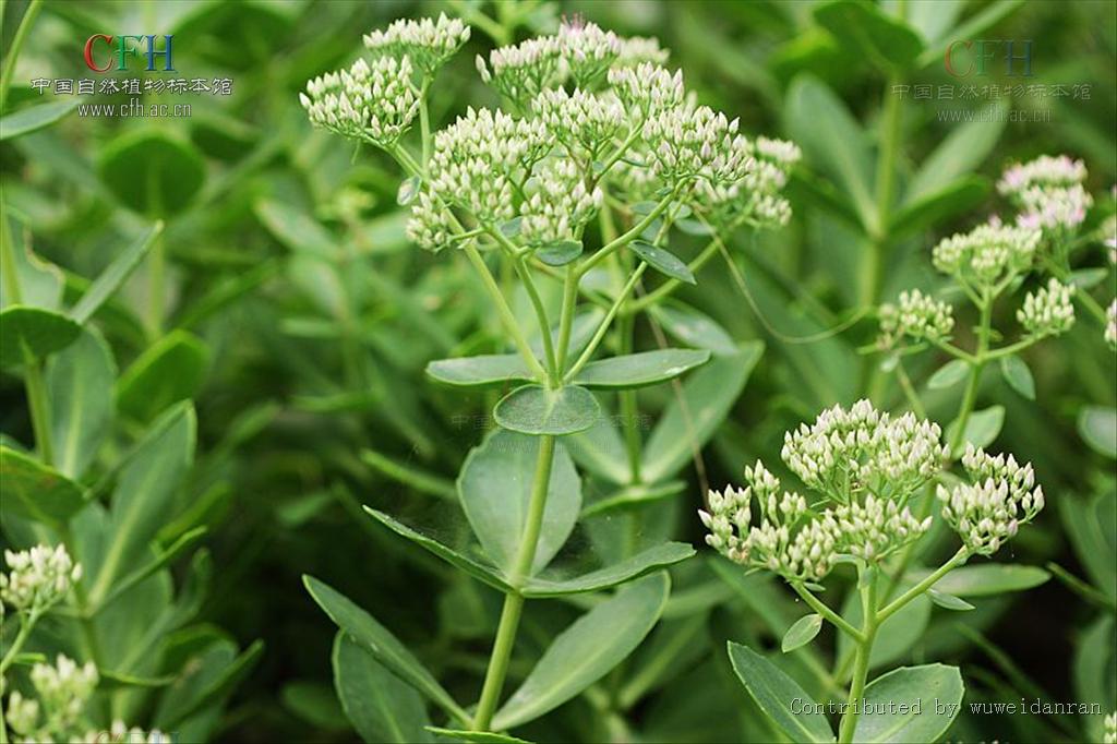 hylotelephiumspectabile (boreau) h. ohba