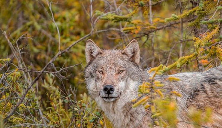  p>阿拉斯加内陆狼是体型很大的狼亚种,从鼻尖到 a target="_blank"