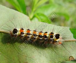  /a>名,属鳞翅目, a target="_blank" href="/item/毒蛾科/6243720"