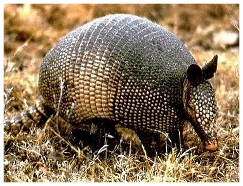 priodontes maximus giganteus