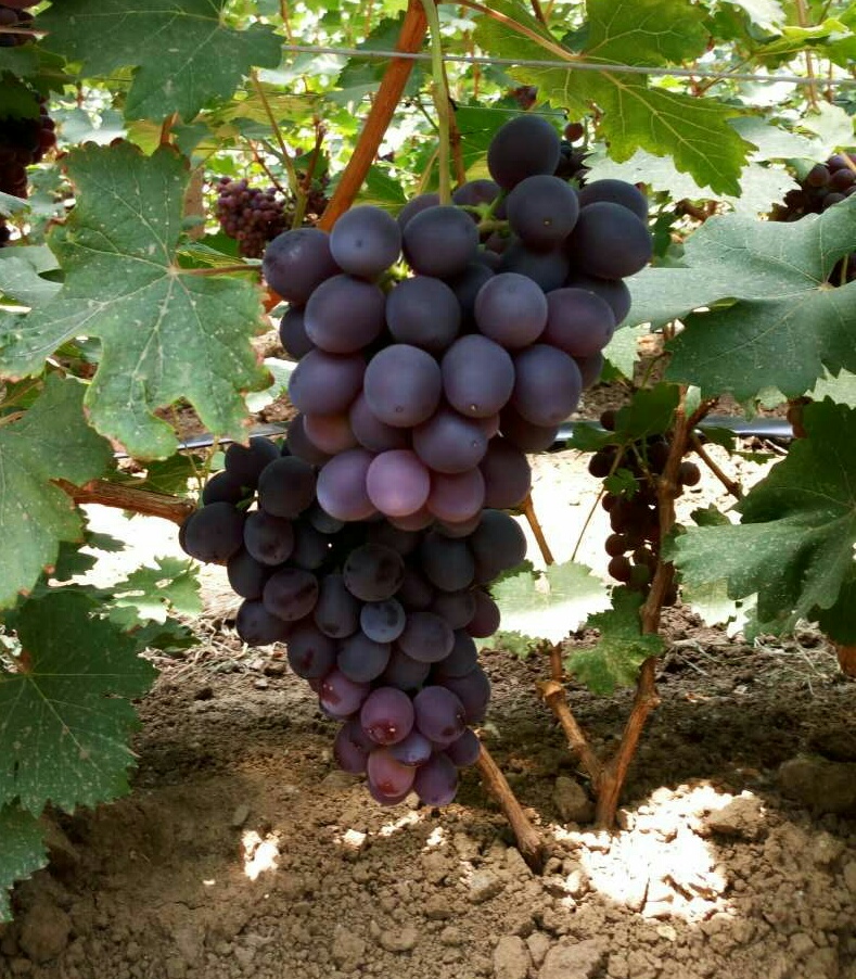 早黑玫瑰葡萄