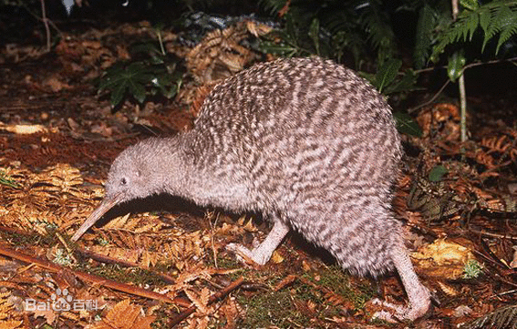 great sportted kiwi
