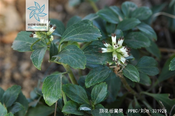 是黄杨科板凳果属植物,亚灌木,茎稍粗壮,被极细毛,下部根茎状,长约30