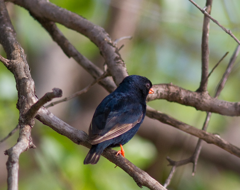 village indigobird