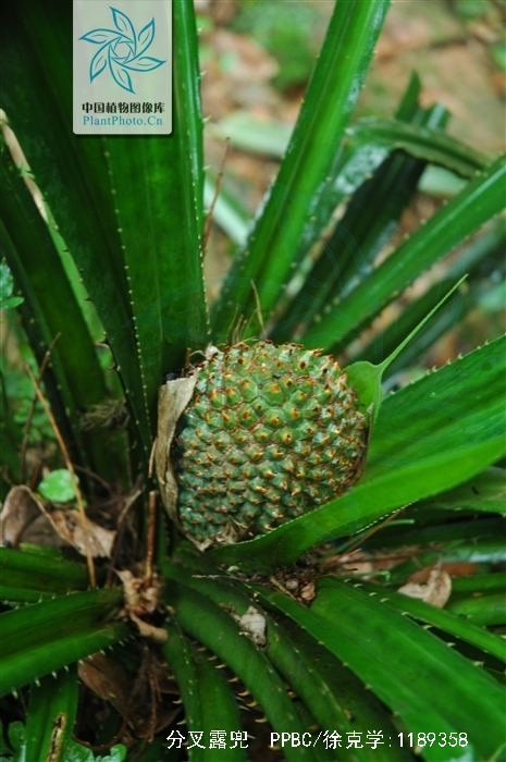  p>分叉露兜(学名: i>pandanus urophyllus /i> hance)是露兜树科