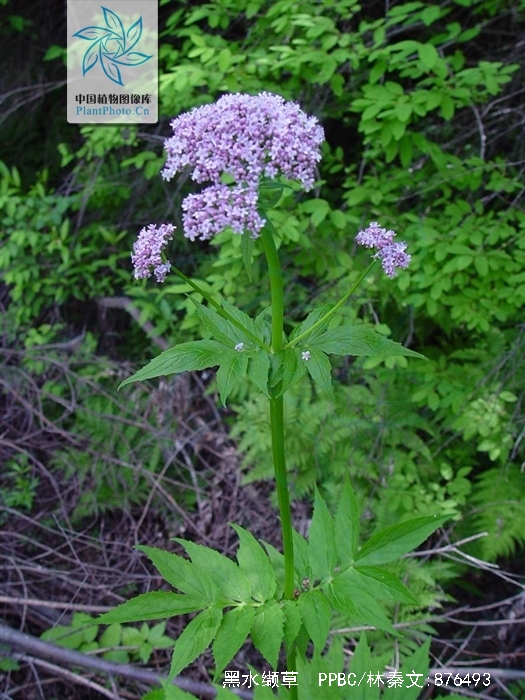  p>黑水缬草(学名: i>valeriana amurensis /i> smir.