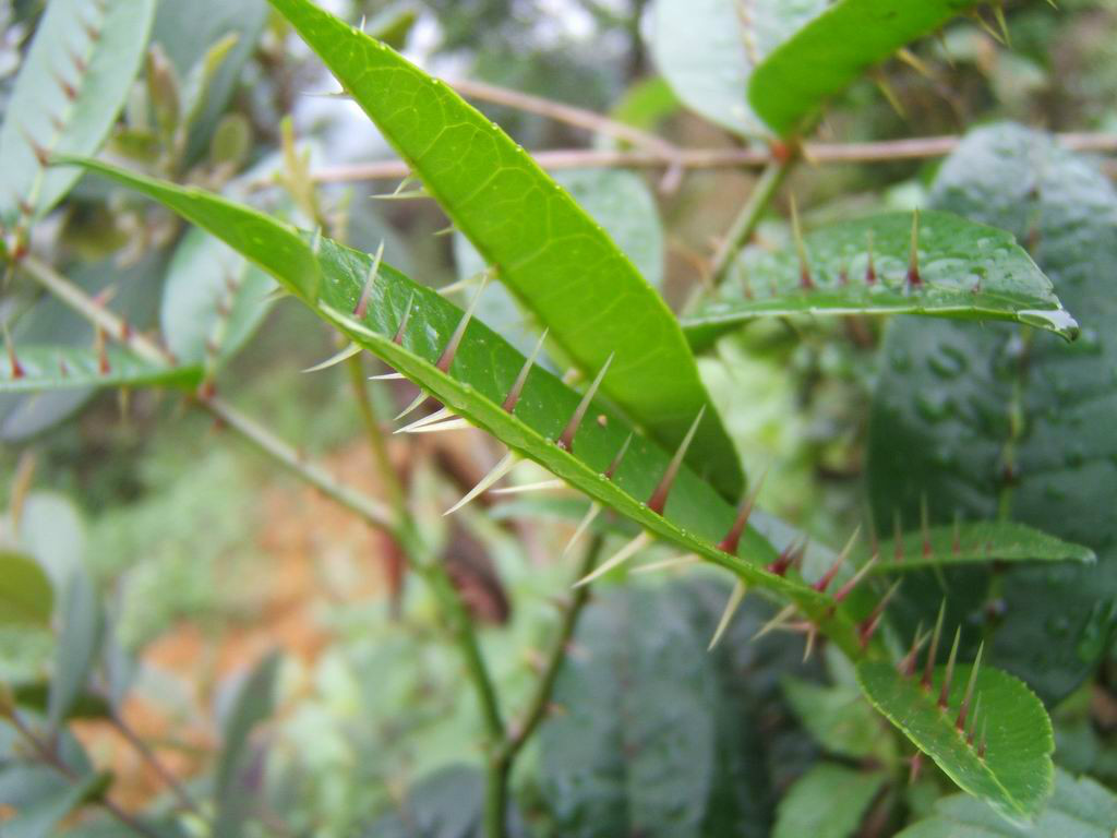  p>两面针,中药名.