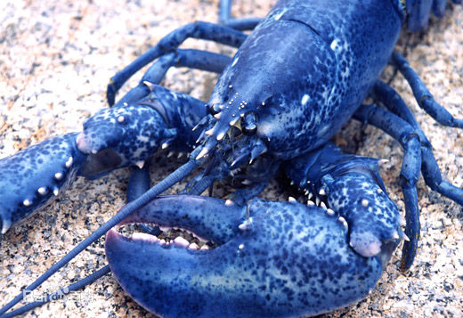  p>海螯虾,一种极为凶猛的虾类动物.