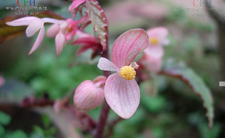  p>海南秋海棠(学名: i>begonia hainanensis /i> chun et f.