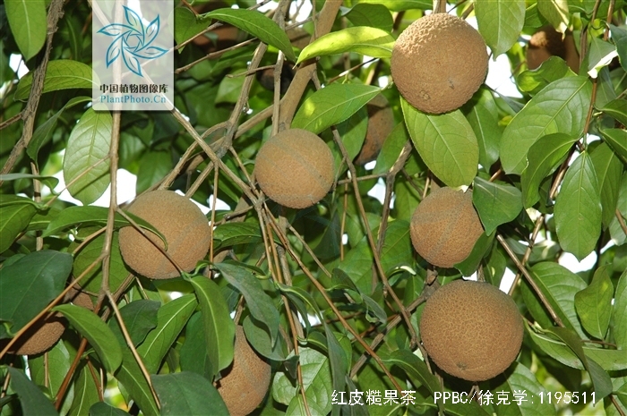  p>红皮糙果茶(学名: i>camellia crapnelliana /i> tutch.