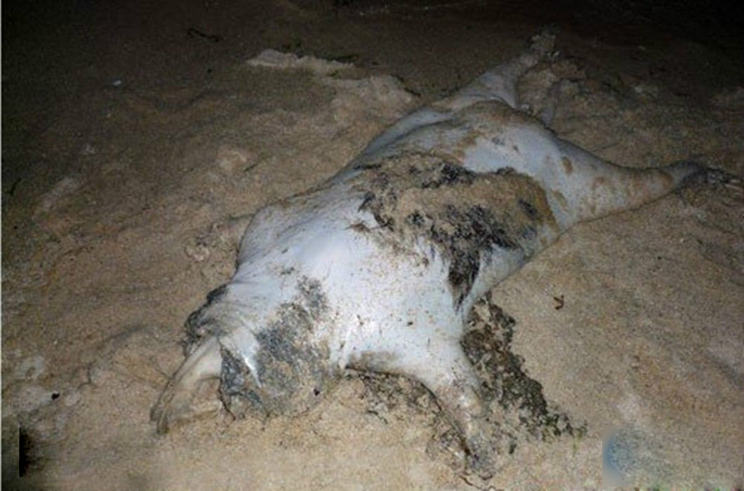  p>蒙托克怪兽是在美国纽约 a href="#" data-lemmaid="2801222">长岛