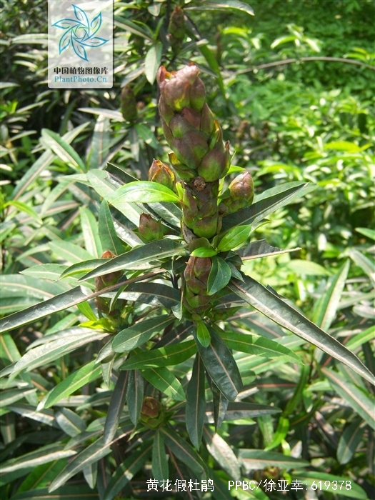  p>黄花假杜鹃(学名:barleria prionitis linn.