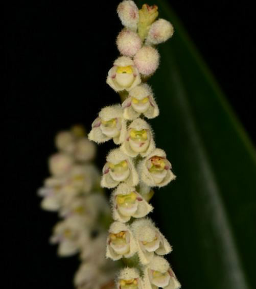  p>鹅白毛兰(学名: i>eria stricta /i> lindl.