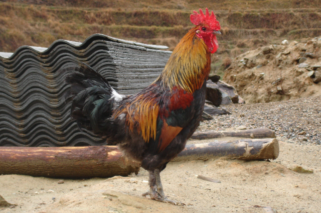  p>龙胜凤鸡,广西 a target="_blank" href="/item/龙胜县/5113722"