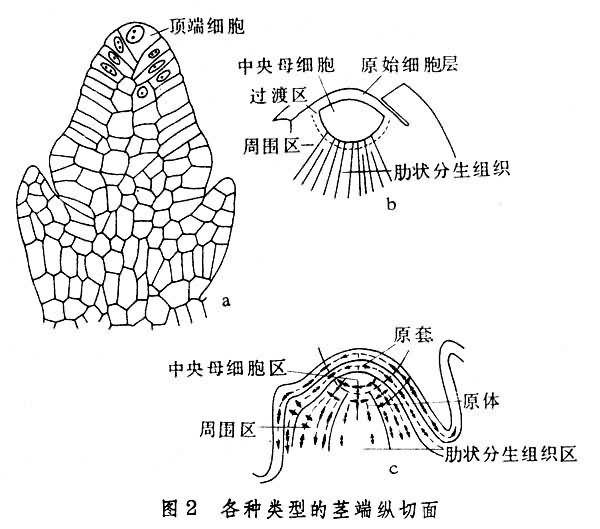 分生组织(meristem)是在 a target="_blank" href="/item/植物/142914