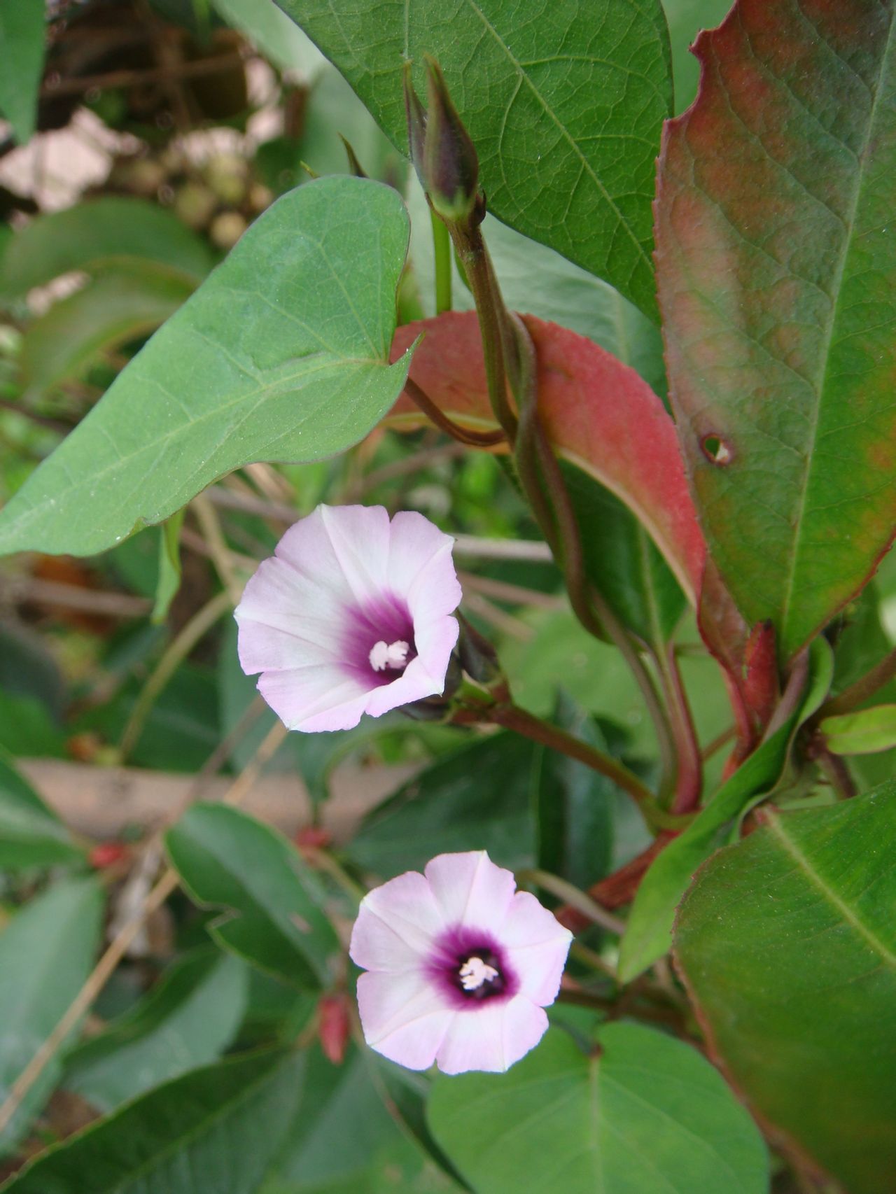 >ipomoea /i>),是 a target="_blank" href="/item/管状花目/2616285"