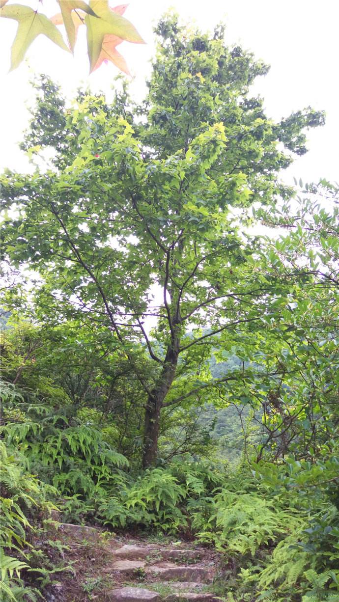  p>山麻树属(学名:commersonia)是 a target="_blank" href="/item