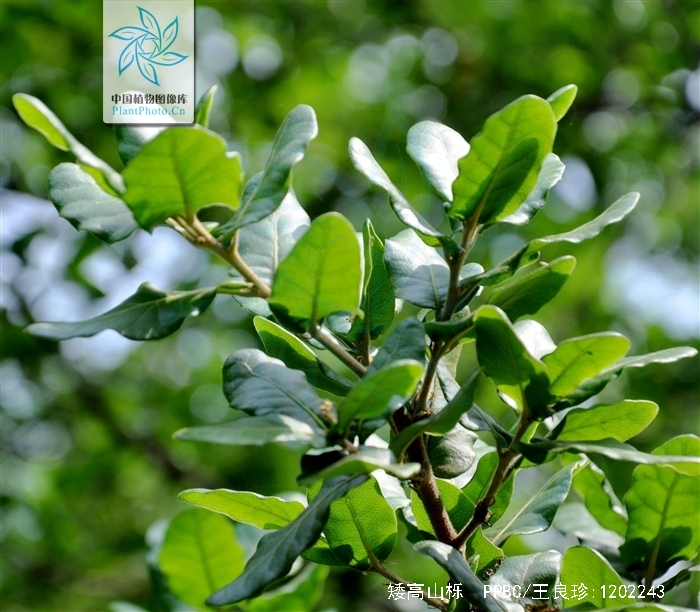  p>矮高山栎(学名:quercus monimotricha)为 a href="#" data-lemmaid