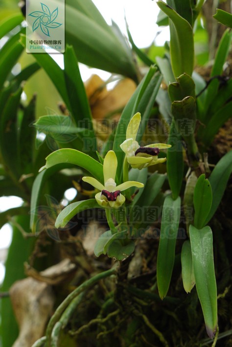  p>叉唇万代兰(拉丁学名: i>vanda cristata /i> lindl.
