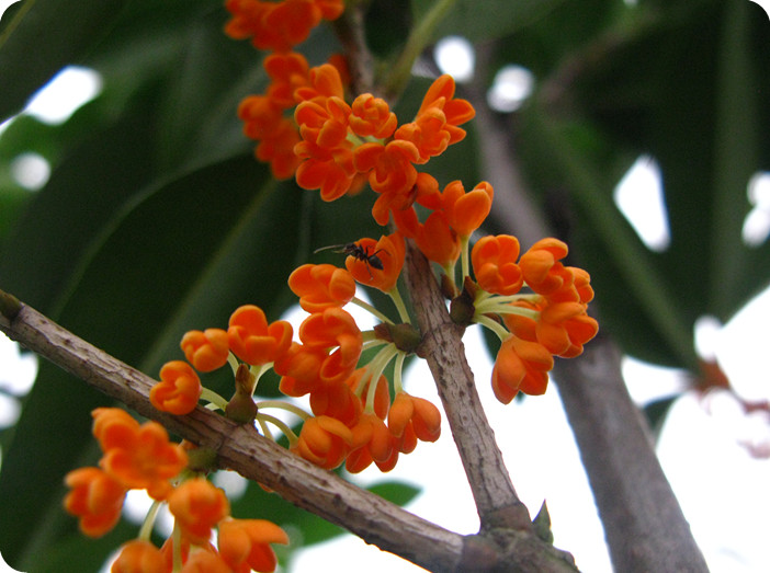  p>朱砂桂(学名: i>osmanthus fragrangs /i> c