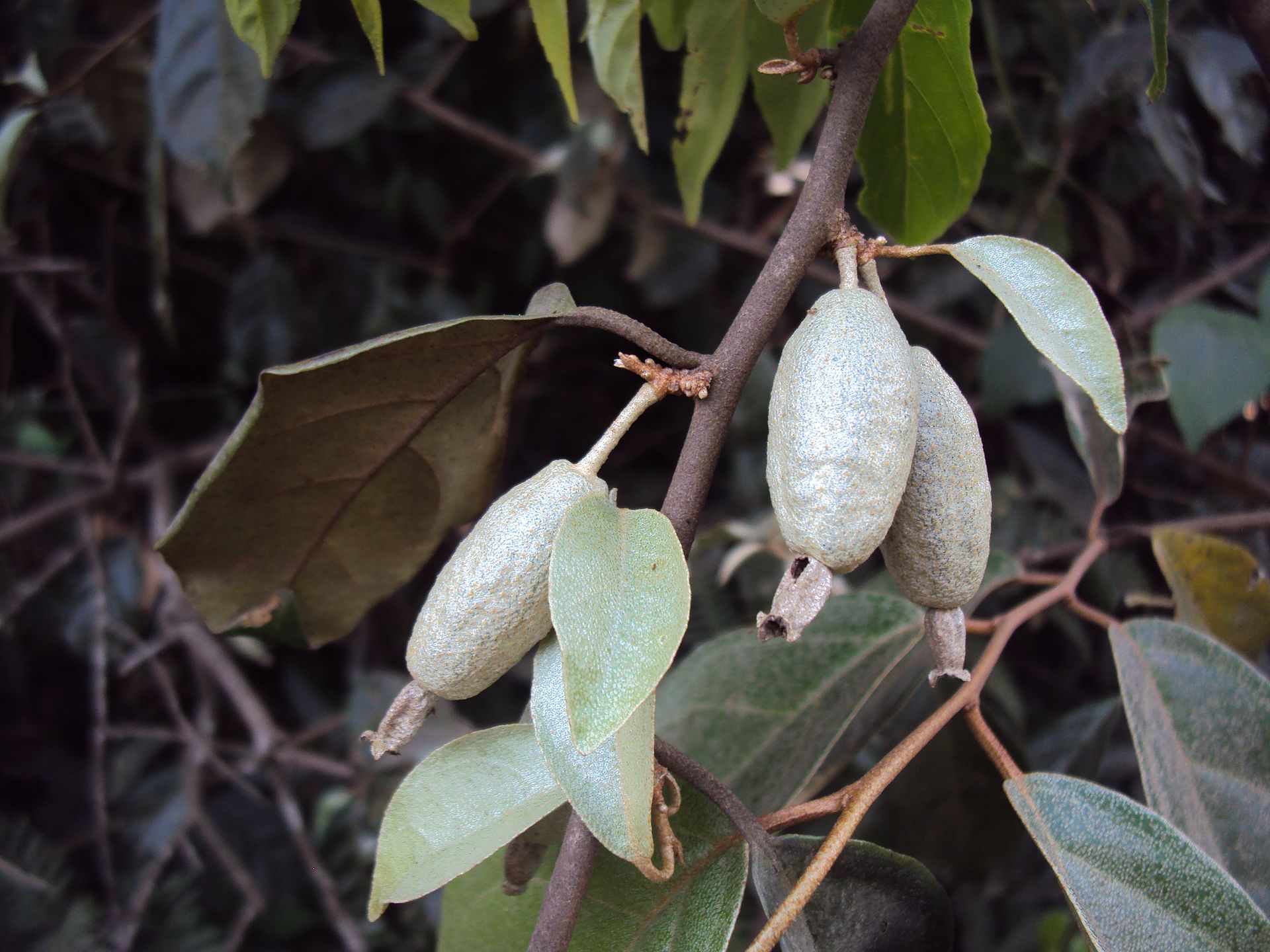  p>尖果沙枣(学名: i>elaeagnus oxycarpa /i> schlechtend.