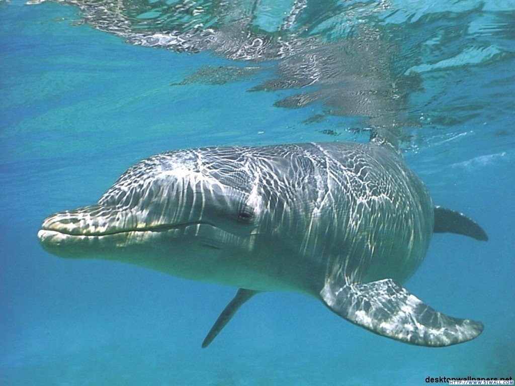  p>顾名思义, 齿鲸具有牙齿, 齿呈圆锥状, 齿数不等, 最少的仅具独齿