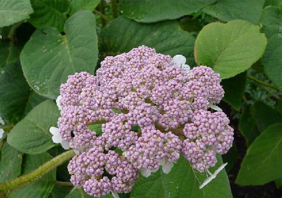 hydrangea sargentiana