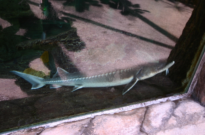  p data-id="gnbi09b7mh">史氏鲟是鲟科鲟属