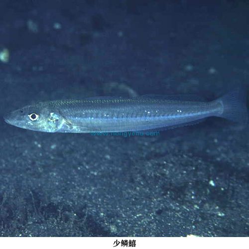  p>少鳞鱚, i>sillago japonica  /i>(temminck et schlegel, 1843), 