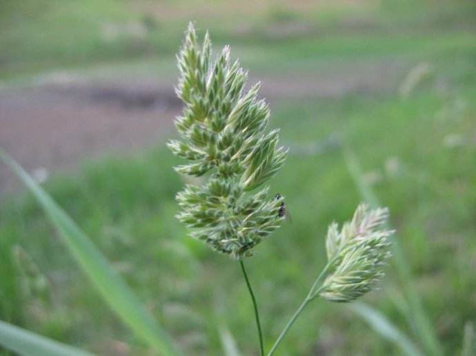 >温带 /a>和 a href="#" data-lemmaid="16580">北非 /a>,我国有鸭茅d